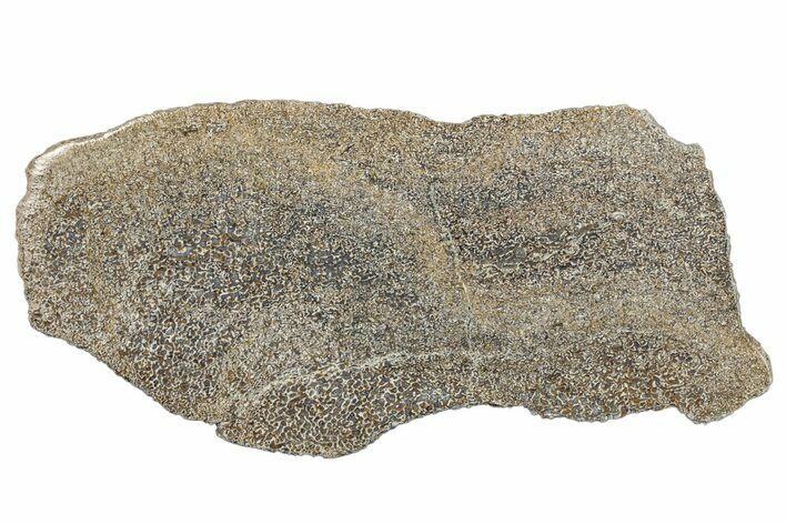 Polished Dinosaur Bone (Gembone) Slab - Morocco #290300